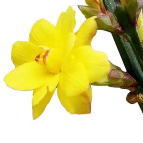 三台迎春花盆栽开花三层复瓣1-6年花苗盆景素材室内外攀爬植物【4月15