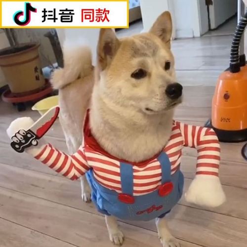 宠物狗狗搞怪衣服搞笑拿刀变身装恶搞万圣节服饰泰迪柴犬比小狗咪