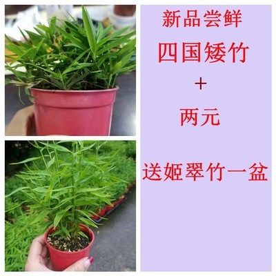 四国矮竹桌面矮种竹子阴生观叶植物散生竹十到十五厘米盆景竹子