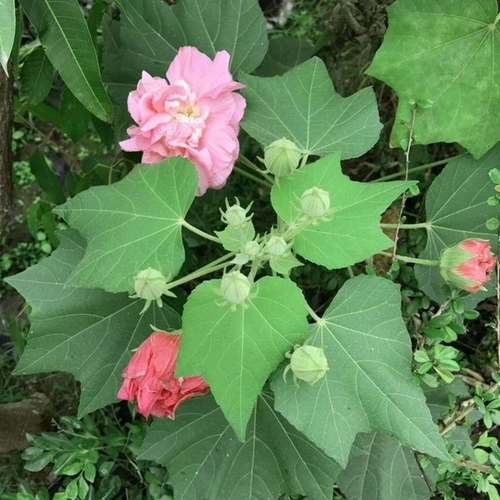 重瓣醉芙蓉花苗木芙蓉盆栽花卉三醉芙蓉变色耐寒室内外阳台绿化