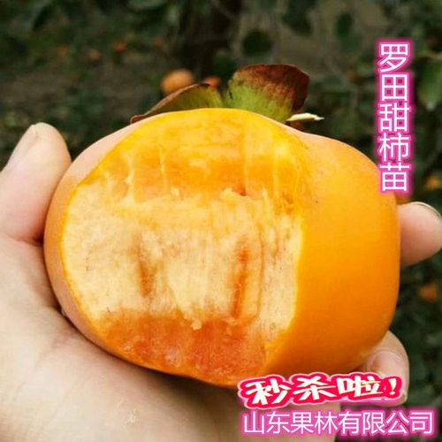 罗田甜柿子果树苗罗田柿苗可直接食用南北方种植当年结果树苗