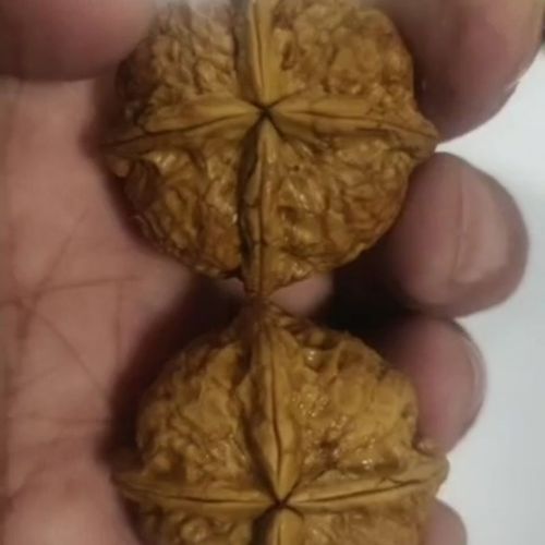 四棱核桃,铁核桃,野生文玩核桃