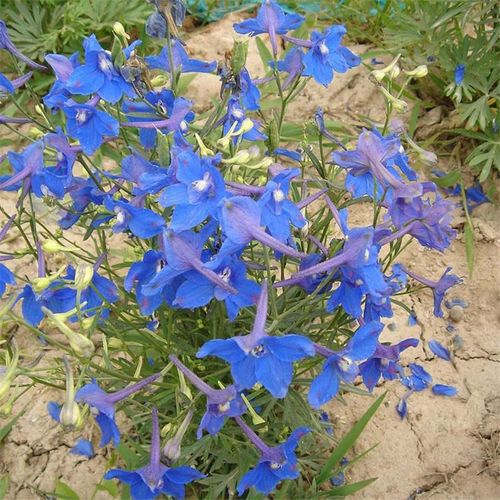 千鸟草种子 密花蓝色园林景观花海工程绿化花种子花籽花海景区野花