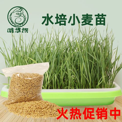 猫草小麦苗小麦种子水培小麦草无土栽培榨汁麦芽糖麦苗育苗盘