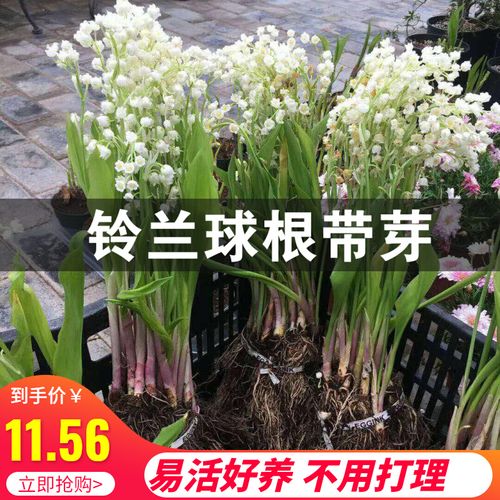 进口铃兰球根 带芽花苗土培盆栽 种球根室内易活芳香花卉当年开花