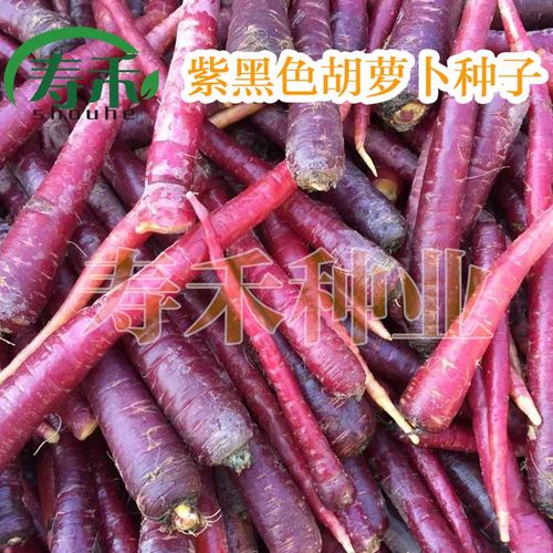 紫黑色胡萝卜种子 紫八寸紫色萝卜家庭阳台盆栽紫皮蔬菜四季种【5月11