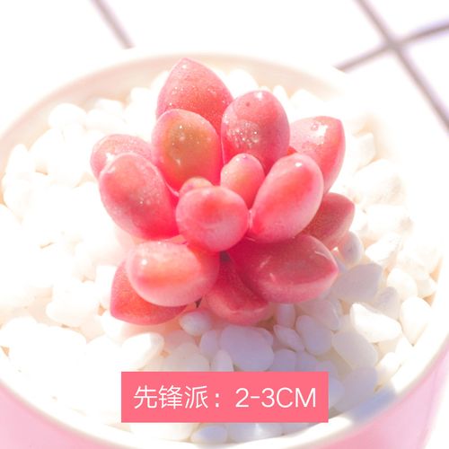【京选好货】多肉植物 老桩云南直发先锋派多肉植物稀有品种肉肉净化