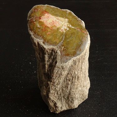 水玉冰魄天然树化石摆件 木化石把玩木化玉硅化木原石皮原矿实物