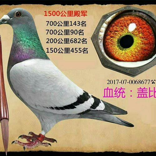 信鸽活体比赛成绩鸽子公棚鸽观赏鸽种鸽清棚种鸽带鸽子信鸽天落鸟