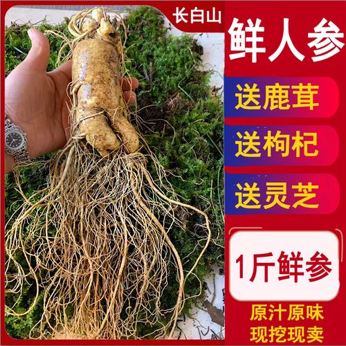 【坏单包赔】长白山6年新鲜人参鲜参7-8棵左右500克250克煲汤泡酒