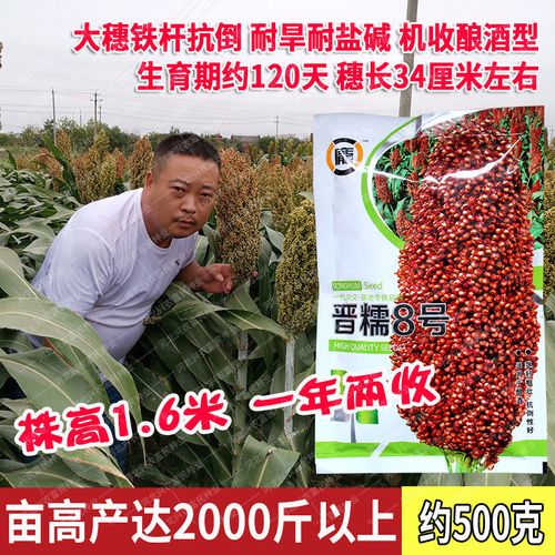 庞大晋糯8号高粱高粱种子株高1.6米矮杆抗倒机收酿酒粘糯红高粱籽