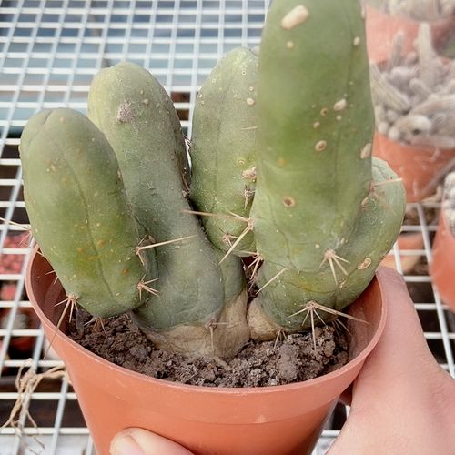 仙人球程程柱88群干疤不售后秒杀