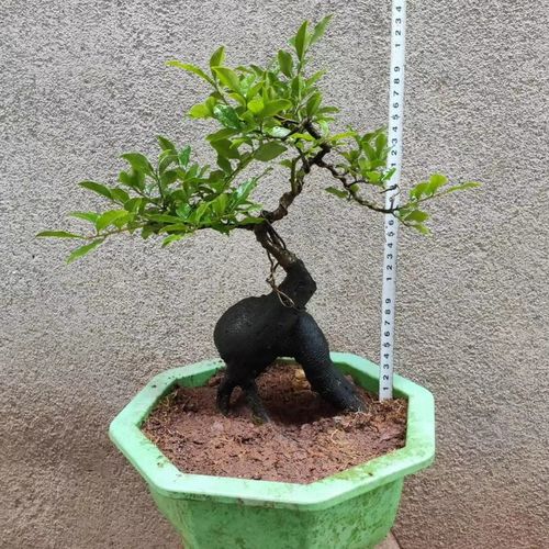 四川金弹子盆景树桩熟原生桩母带果疙瘩怪根金弹子老桩盆栽带果06