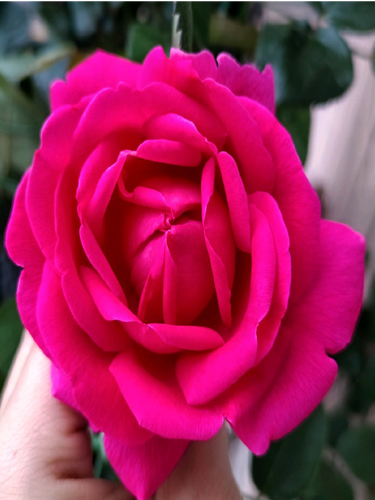 胭脂口红月季阳台盆栽花苗庭院地栽勤花抗病好大花玫瑰香气怡人