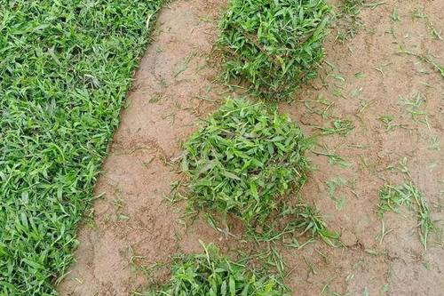0/捆 基地长期供应大叶油草皮