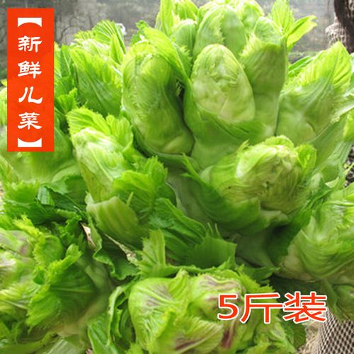 四川儿菜新鲜娃娃菜宜宾青菜抱儿菜芥菜母子菜牛皮菜5斤包邮
