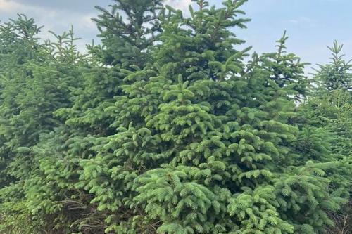 0/棵 红皮云杉  出售大量云杉树风景树.卖相好.价格低