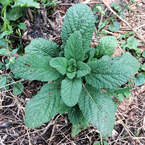 中草药材蛤蟆草农村新鲜癞蛤蟆菜蟾蜍草皱皮草青蛙草雪见草虾蟆草