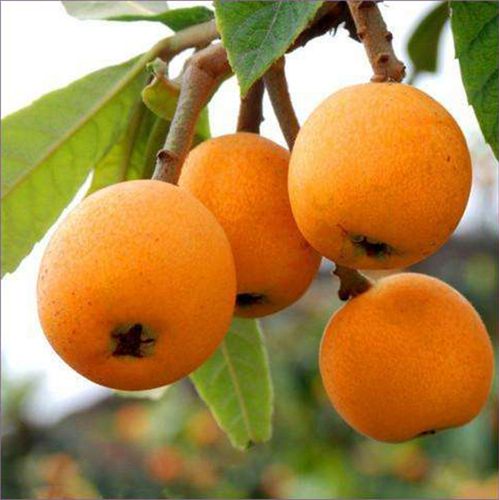 枇杷树果苗早钟把批杷树苗南方种特大嫁接当年结果大五星琵琶苗树