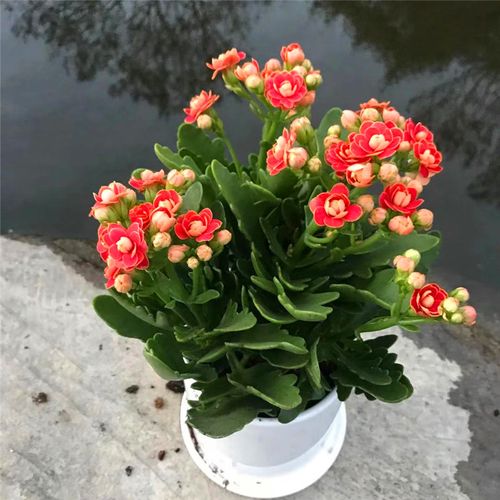 长寿花盆栽重瓣长寿花苗开花植物室内花卉盆景绿植大花苗四季常青