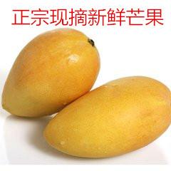 新鲜水果芒果 新鲜芒果黄芒果现摘 金黄芒果农家果园自产芒果包邮