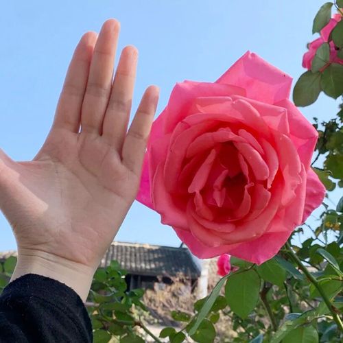 粉扇月季花苗阳台庭院四季开特大浓香花卉绿植阳台庭院盆栽