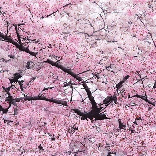 正宗日本染井吉野樱花树苗花苗盆栽庭院植物当年开花四季北方种植
