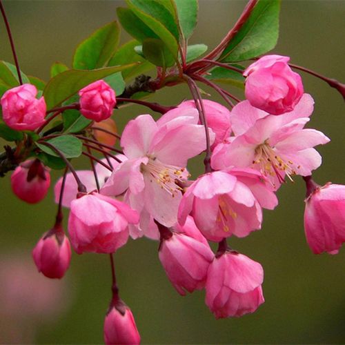 西府海棠 垂丝海棠 北美海棠树 海棠花卉高杆海棠庭院绿化苗木盆