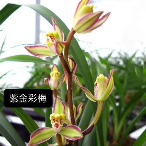 凰冠四季兰花建兰紫金龙梅彩梅盆栽花卉植物阳台客厅室内办公室