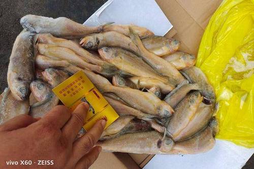 5/斤 小黄鱼  黄花鱼  北方品种,单冻,板冻,去头40-60克规