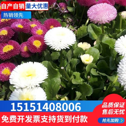 花卉雏菊种子 长命菊,延命菊 雏菊种子  工程草花种子