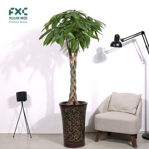 子办招本树型植芳树辫心公z草发开室绿财盆业栽植钱室内物日