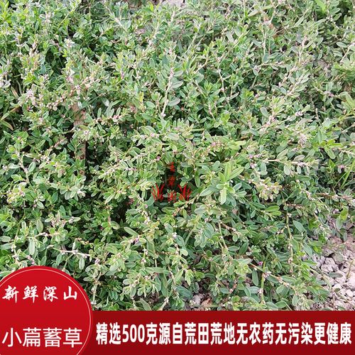新鲜小萹蓄草去湿去虫凉茶中药材生扁蓄扁竹猪牙草晒干中草药500g