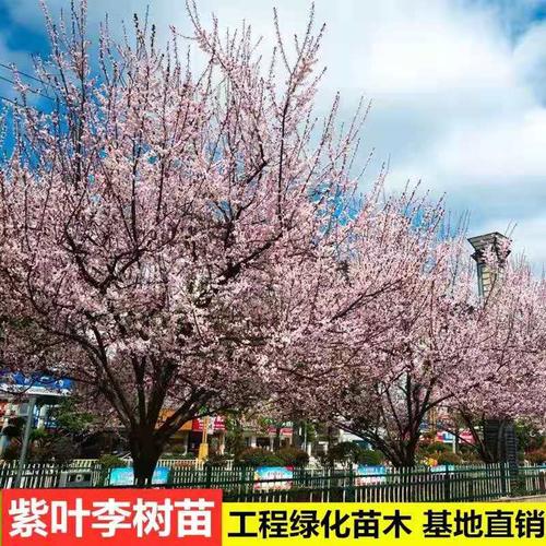 绿化苗木紫叶李树苗红叶李紫叶李结果树苗地栽庭院盆栽风景苗木树
