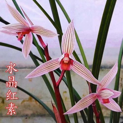 兰花苗春剑带花苞隆昌素自然老种浓香花卉室内好养绿植盆栽 水晶红素