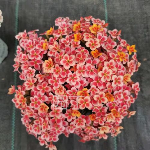 园丁包邮三色单瓣岩丁外星人et长寿花花卉盆栽室内绿植带花苞