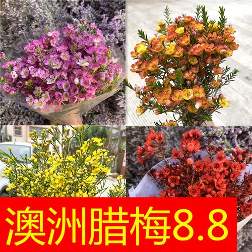 澳洲腊梅鲜花云南昆明直发冬季家用插花水养鲜切花玫瑰百合桔梗
