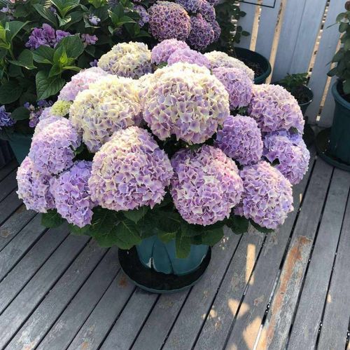 绣球 魔幻海洋 阳台盆栽开花植物 全店三棵包邮