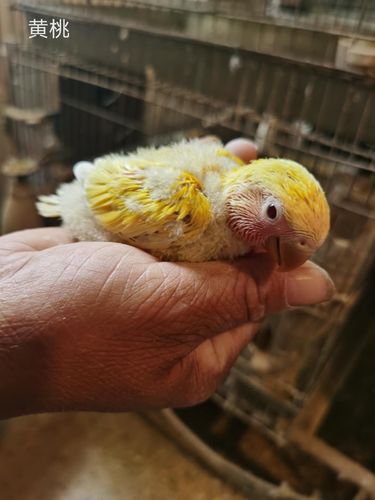 桃脸牡丹鹦鹉活鸟活物黄桃绿桃小鸟人雏鸟半毛宠物鸟手养鸟观赏 黄桃