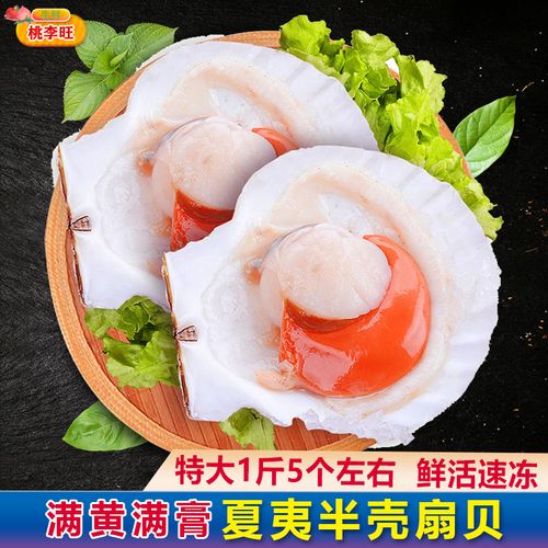 夏夷贝新鲜 鲜活速冻半壳扇贝元贝虾夷贝 桃李旺海鲜水产火锅烧烤10