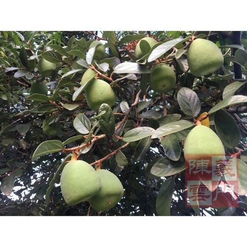 新货 1000g野生新鲜薜荔果 公果药果 鬼馒头木莲王不留行 中药材