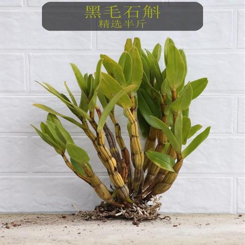 黑毛石斛翅鄂翅萼石斛丛苗盆栽盆景观赏花卉浓香型石斛花包邮