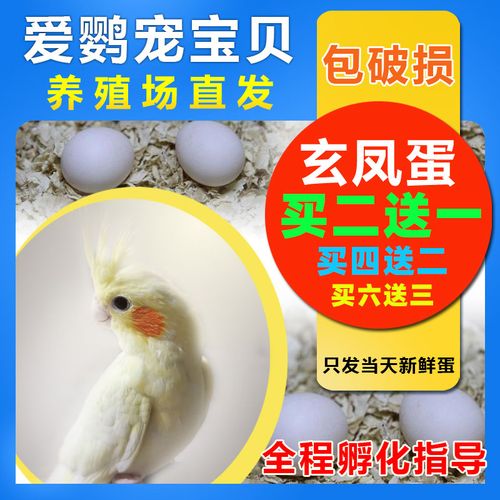 玄凤受精蛋牡丹鹦鹉种蛋可人工孵化手养鹦鹉鸟蛋亲人