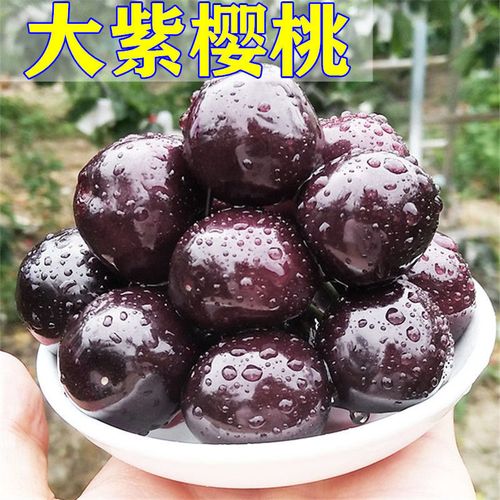 大紫樱桃苗盆栽地栽南方北方种植车厘子大樱桃果树苗丰产当年结果【4