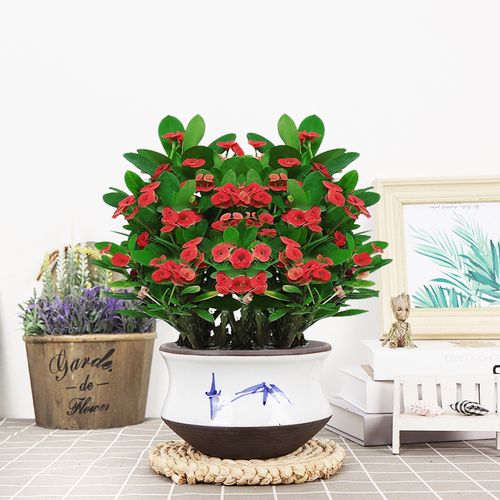 铁海棠花卉绿植物虎刺梅水培养殖四季开花观花净化空气办公桌绿植