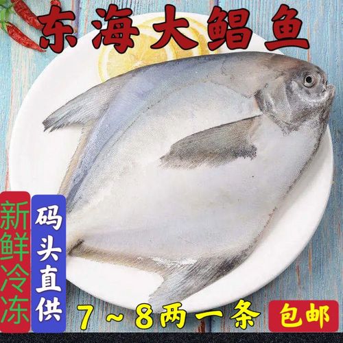 新鲜冷冻东海银鲳鱼 白鲳鱼 新鲜冷冻食品海鲜过年大礼