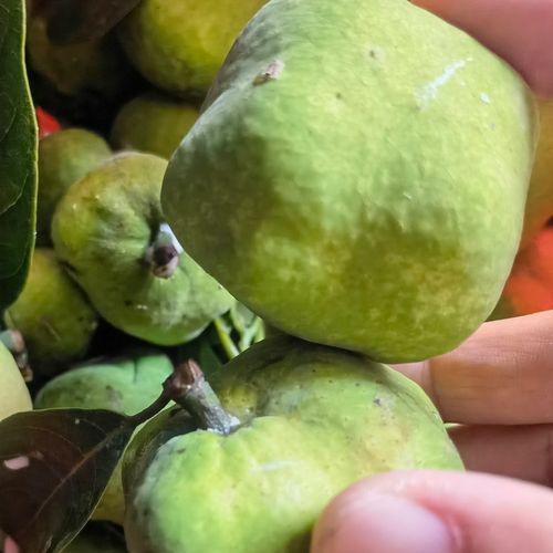 新鲜桂木果狗囊果胭脂果农家自摘现发九囊果500克