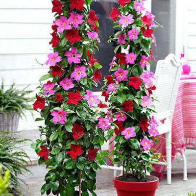 双线藤飘香藤花苗盆栽双喜藤室内四季花卉观花攀爬类植物庭院包邮