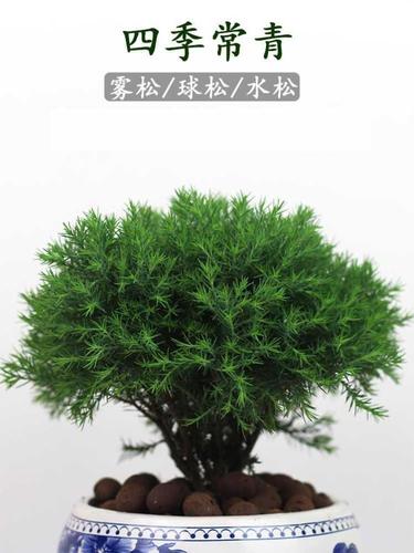 室内招财观花观叶植物绿植蓬莱松?客厅桌面耐q寒办公室带盆栽好