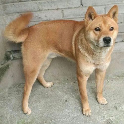 看家护院大黄农村土狗黄狗幼犬中华田园犬幼犬大型土狗村口大黄狗